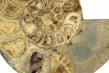 Honey-Orange Ammonite (Argonauticeras) - Befandriana, Madagascar #227470-3